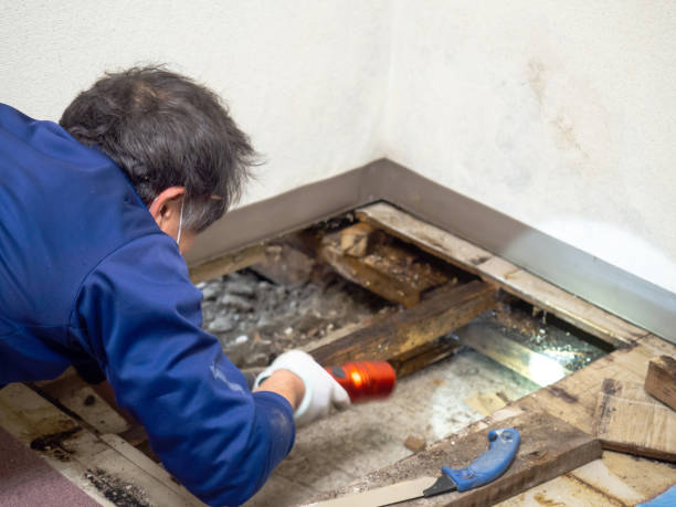 Trusted Vidalia, LA Mold Removal Experts