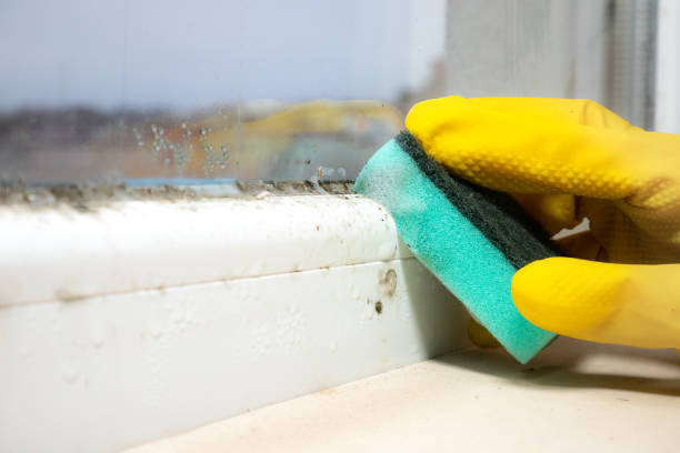 Best Mold Removal Specialists  in Vidalia, LA