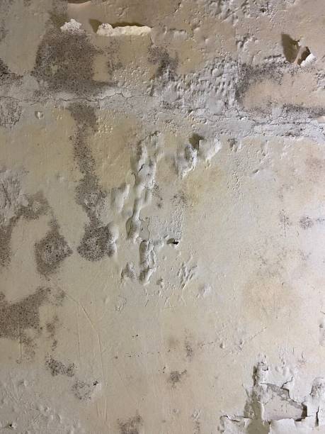 Best Affordable Mold Removal  in Vidalia, LA