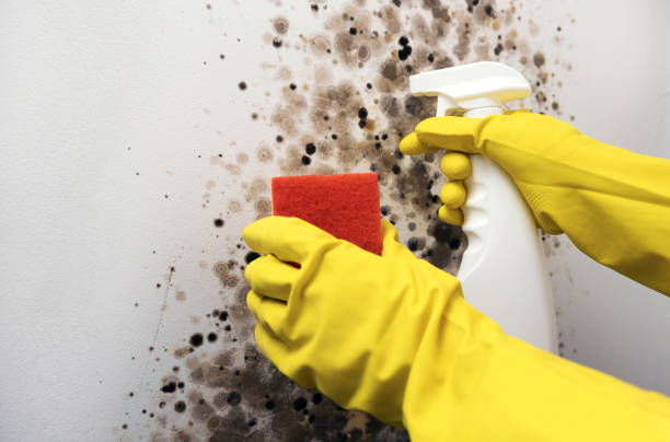 Best Certified Mold Removal  in Vidalia, LA