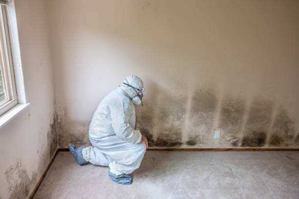 Best Residential Mold Removal  in Vidalia, LA