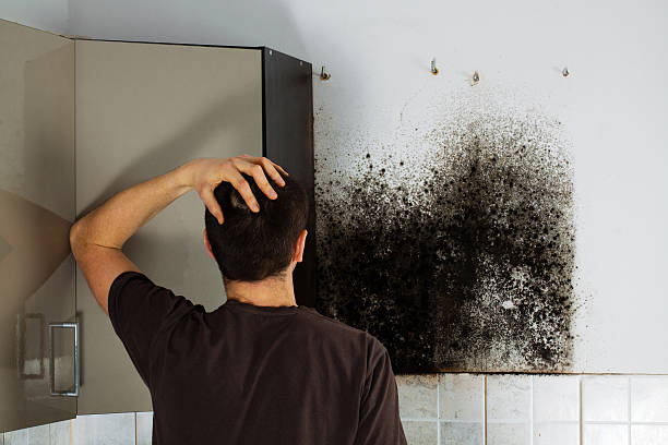 Best Attic Mold Removal  in Vidalia, LA