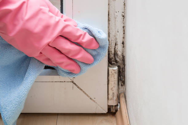 Best Mold Damage Repair  in Vidalia, LA